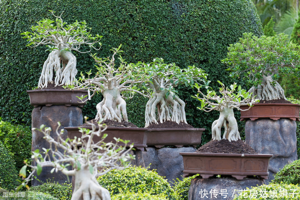 黄杨树被制作成盆景前需要经历哪些?没想到,竟然这么多工序