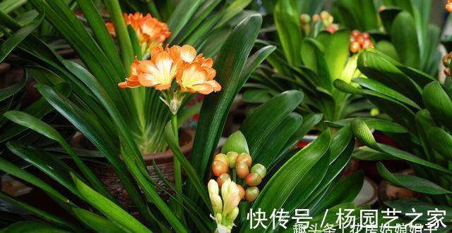 养殖君子兰,浇水是养护中重要一环,从这几个方面来掌握浇水方法