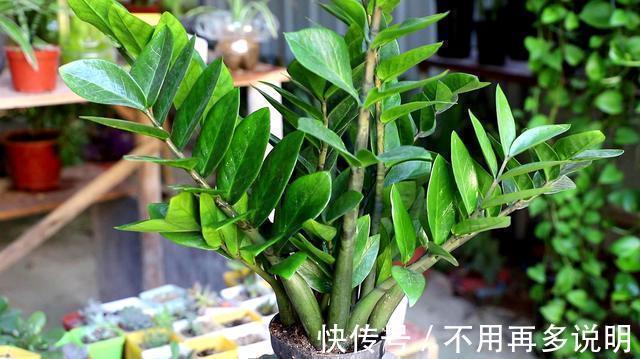 富贵竹|“6种旺财花”，房子小也要养1盆，开花更是好兆头，富贵吉祥