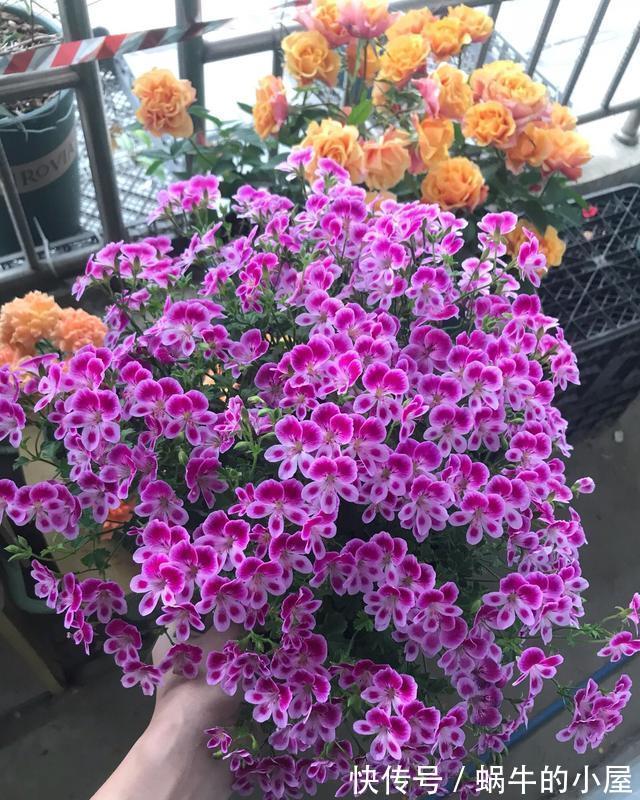 铁线莲|6种“漂亮花”,立秋后快施肥,叶片杠杠厚,花苞挤满盆