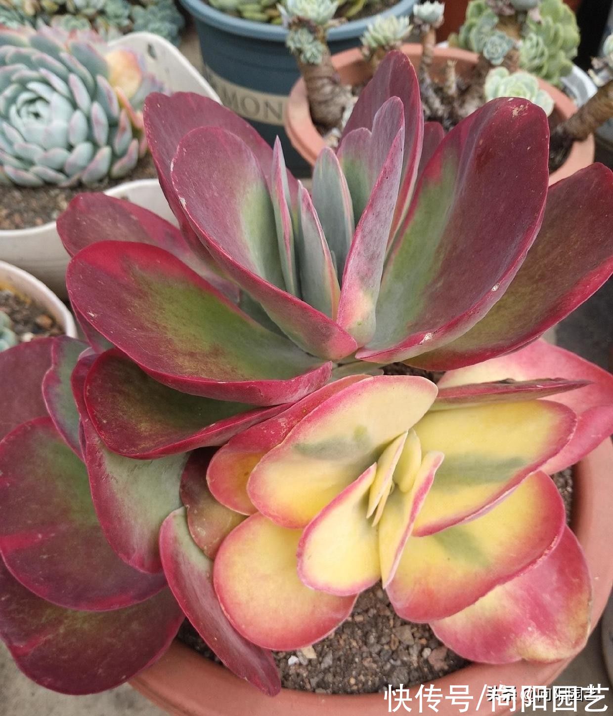 多肉唐印，放在室外冻一冻，叶子更大，更透红，不信你就试试