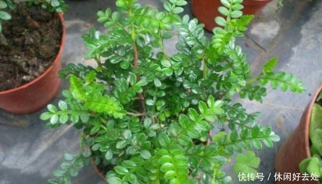 有钱人不养花，只养这“3种”树，难怪越来越“富”，身体还健康！