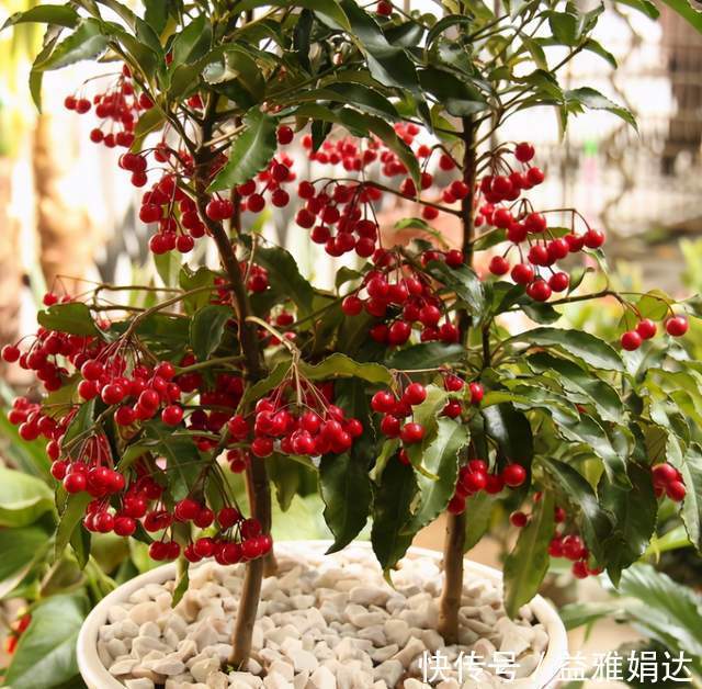 客厅|6种植物摆放在客厅,不仅好看、寓意好,还可以“鼓舞”人心