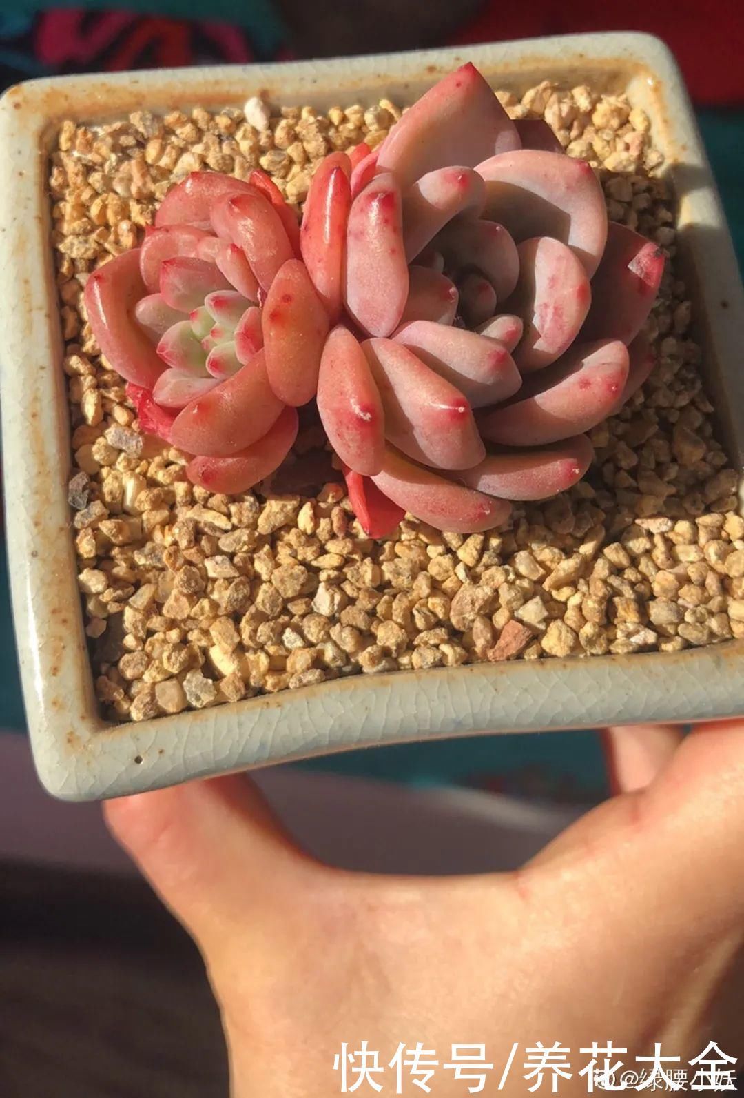 室内养多肉,也能养出水晶果冻色,任谁看到都说好