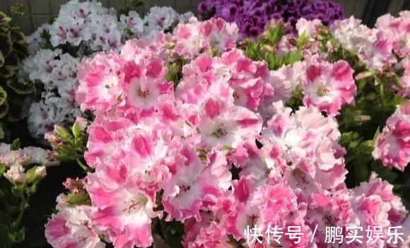 养护|养花技巧粗生粗养也能四季开花!少养1种都觉得亏了