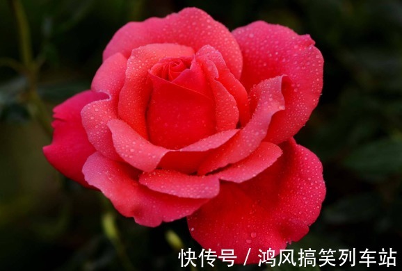 这5款花卉,被称为“开花机器”,家里养一盆,花开繁盛惹人爱