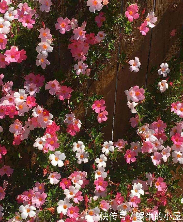 三角梅|7种“泼辣花”,耐晒又抗热,40度高温使劲晒,花苞满满晒出来