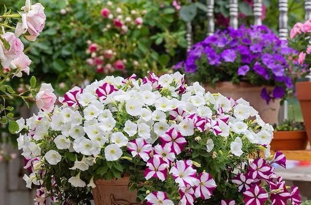 6种便宜花,好养又容易爆盆,春天养几盆,开花多到爆,漂亮极了