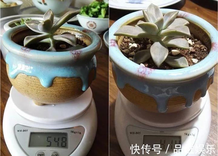 多肉也有缺水信号，找到后浇透，轻松养10年