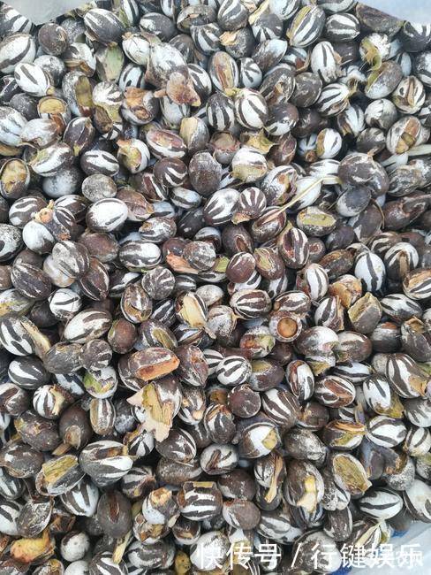 价格不菲|农村称“杨拉罐”，小时用火烤着吃，现如今成为美食价格不菲