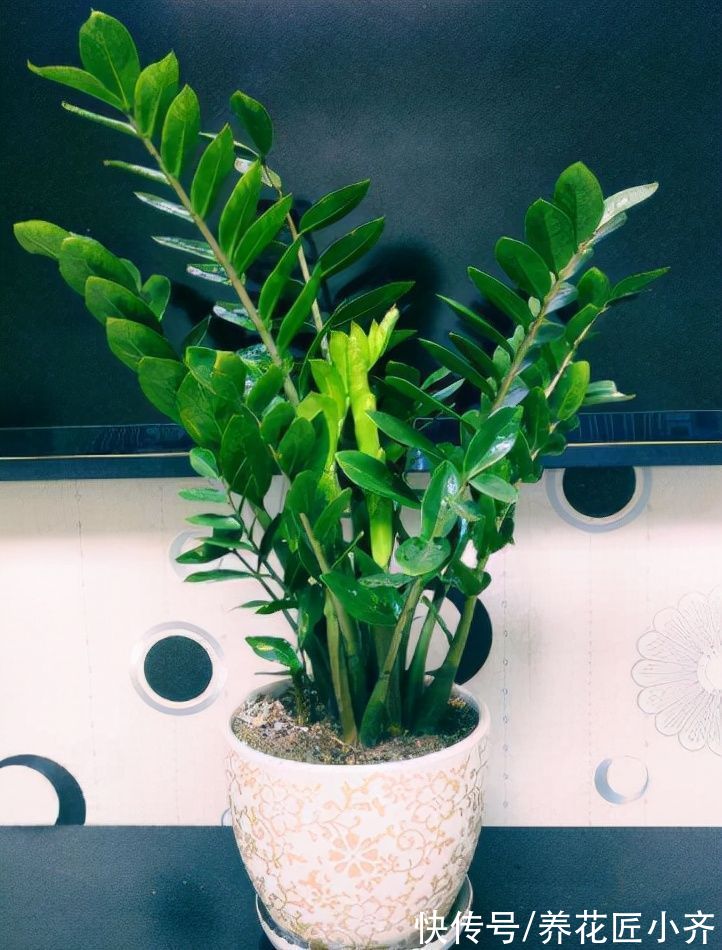 7种耐旱花,适合“懒人”养,忘记浇水也不怕,越长越旺还开花