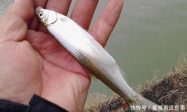 钓白条鱼真是累人，用我分享的方法，只要你下钩，它就在那等你