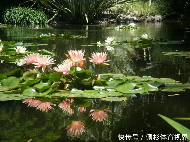 睡莲叶子老是烂,水里长虫,怎么促进开花?这些问题都统一回答了