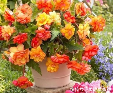 在阳台种上几种花,一年缤纷灿烂的花海,让邻居家羡慕极了