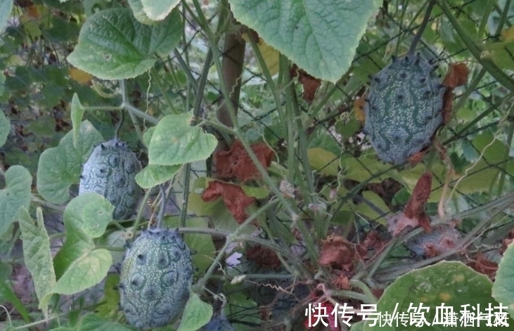 排毒养颜|农村这野果长得像流星锤,一言不合就自爆,排毒养颜功效杠杠的!