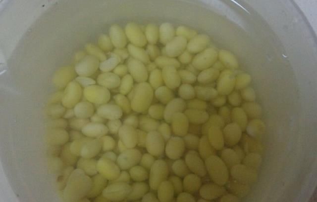 养马齿苋树|马齿苋树太廉价一根枝条,一碗汤,长成老桩,变“万元盆景”