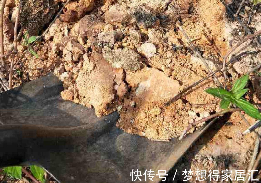 松针土|9种土别拿来养花，对花不好，容易黄叶烂根