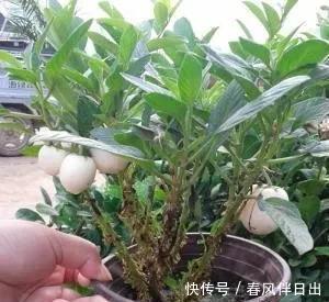 不管有钱没钱，家里养这十种植物，招财镇宅又养人