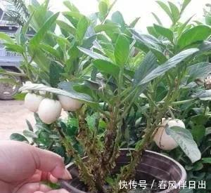 碰碰香|不管有钱没钱,家里养这十种植物,招财镇宅又养人