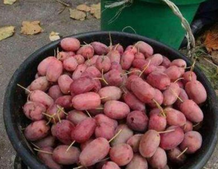 院子里别养无花果树了,一果树新品种走红,栽越多越好