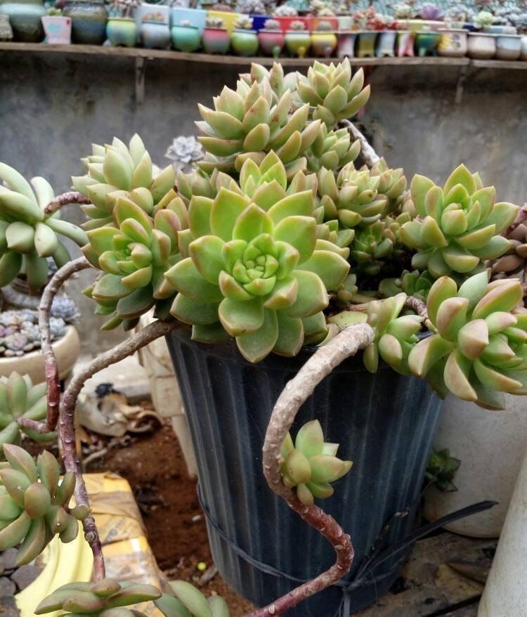 让黄丽矮矮壮壮,颜色呈橘黄色,别忘这“两步”,变更美了