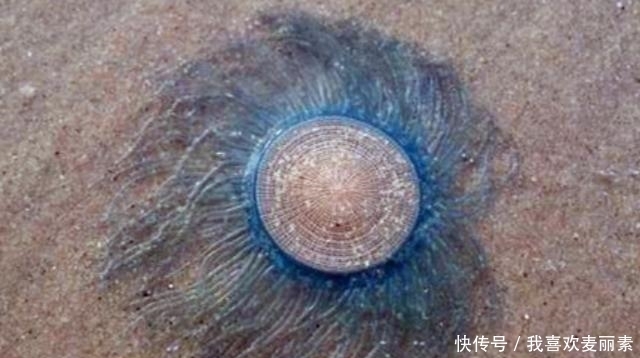 在海滩上遇到一堆“硬币”，碰到水后还会快速蠕动