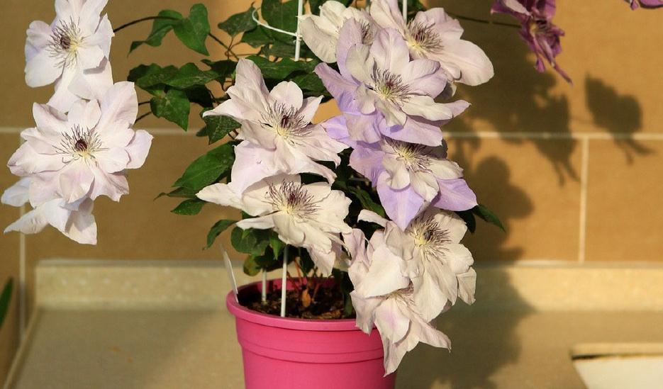 秋冬封闭阳台养花就选铁线莲，满足4点，铸就“一帘幽梦”