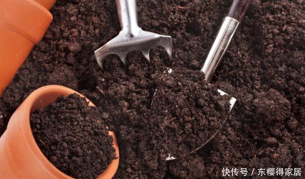 没有养花的容器、肥料?将它们“废物利用”省钱,植物长势更好