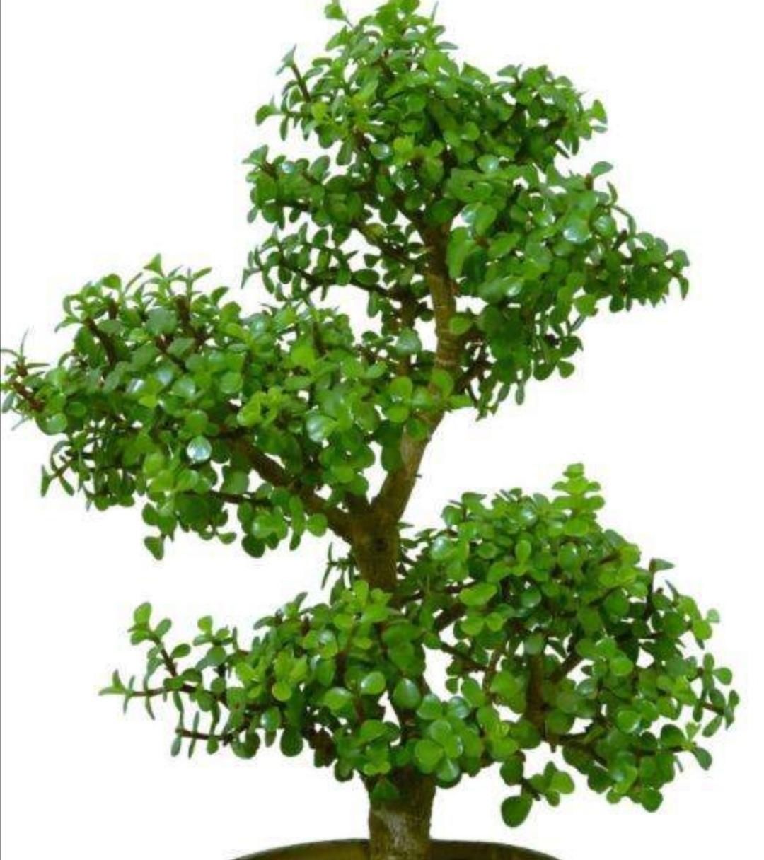 旺盛|养金枝玉叶盆景,要舍得修剪枝条,株型才能越来越美观