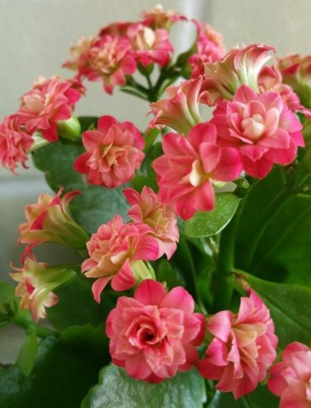 霜降之后，种上这些开花的绿植，花开富贵，寓意红红火火开门大吉