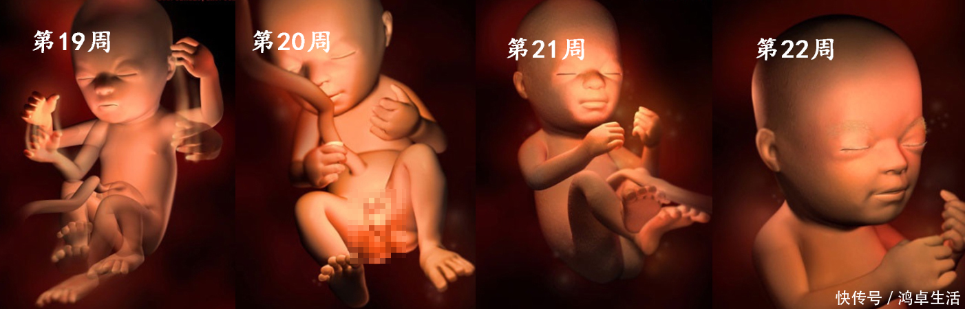 子宫|胎儿在子宫的成长过程!看着宝宝一点点长大,心里满是爱