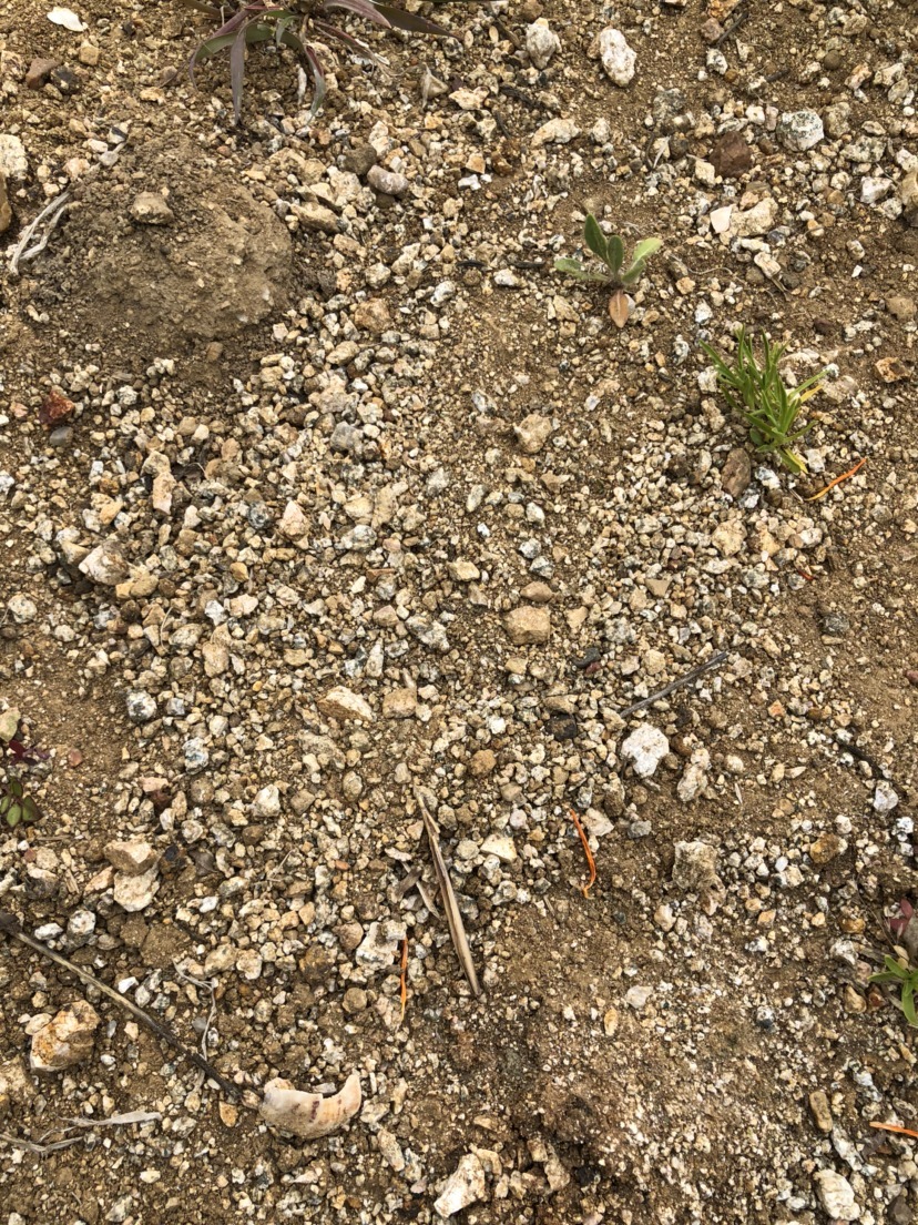 花友们|养花一定要会养根,根系长得壮,植物才有精神