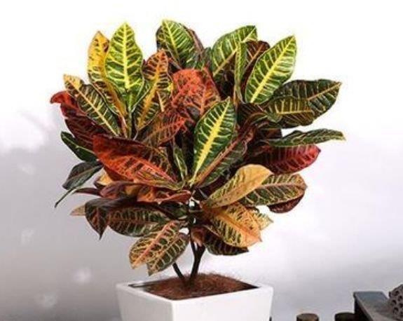 此花超漂亮,沾土就活,比牡丹还美,年年开花美翻