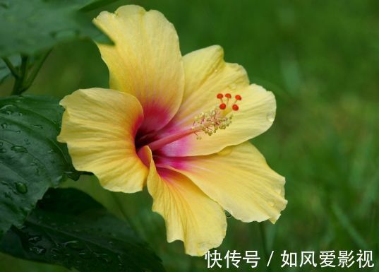 阳台上|4种“富贵花”,家里里两盆,好运连连,深受花友们喜爱