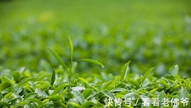 茶桌凡尔赛大法，教你一招好过年