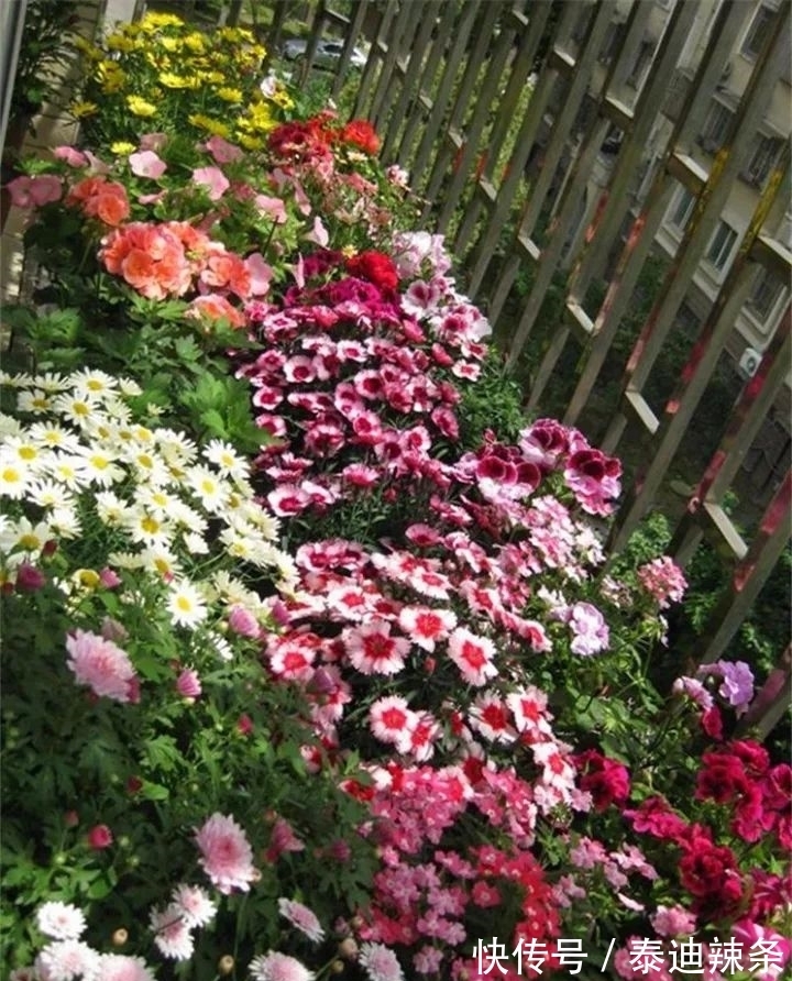 防盗窗养这5盆花,开花多、花期长,邻居看了都眼红