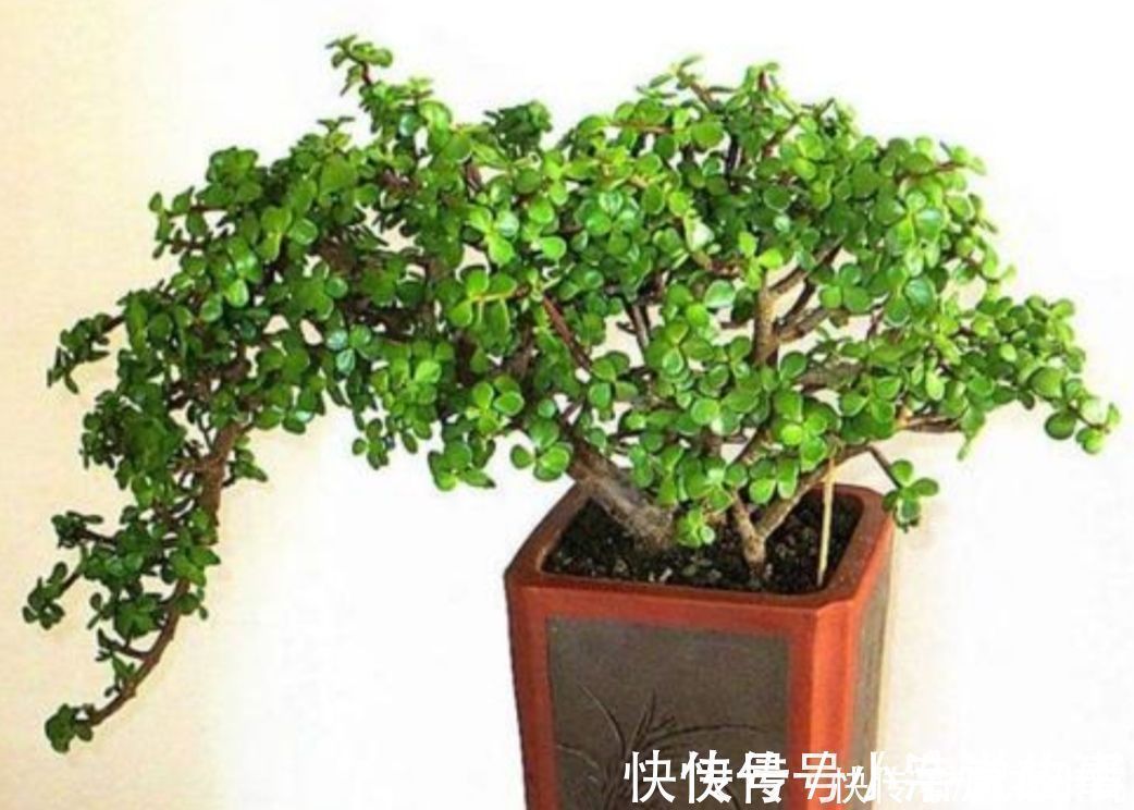 植株|金枝玉叶,养成造型优美的盆景,需要做好几个关键事项