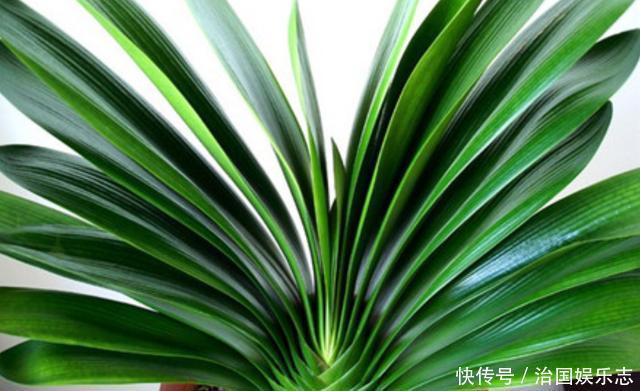 夏天|夏天给君子兰浇水有讲究,掌握几个技巧,不烂根,叶片绿