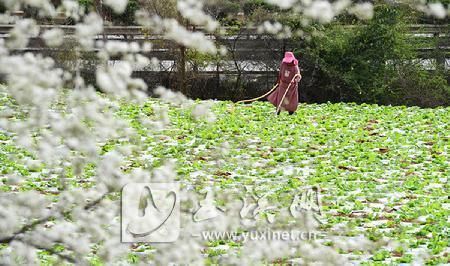 踏春|春来花开人更勤