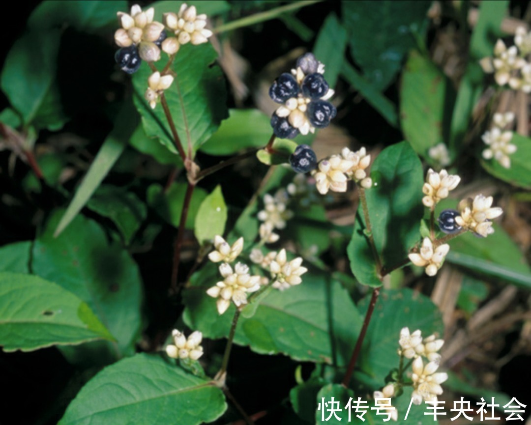 感冒咳嗽|感冒咳嗽老不好,不要不停吃药,不妨试试此野草,化痰止咳润肺