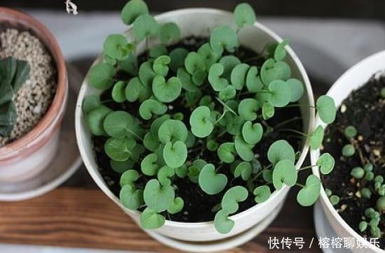 客厅摆放这5款花草,打理省心,连假花、空气净化器都省了