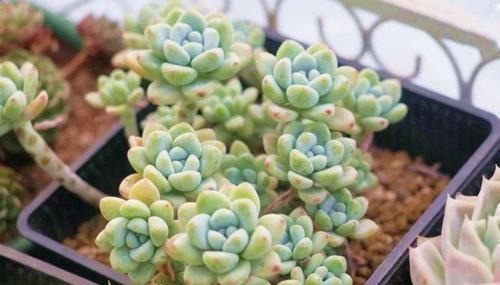 家里养多肉劳尔,了解掌握3个要点,上色美长满盆,变成香香老桩