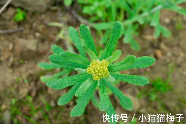 益母草|66种野菜大图片,带你见识不同的野菜和吃法,你想要的野菜这里有