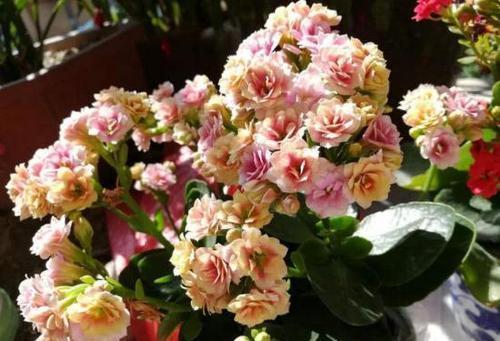 两件事|自制“淘米水”养花,掌握两个要点,发酵快无异味,养啥花都旺