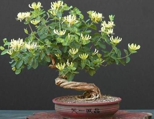 室内养花，浇水遵照“4不”规则，这个冬天并不难熬