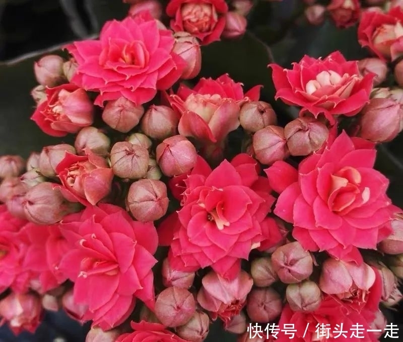 45种长寿花,个个都美爆了,你家养了多少种?