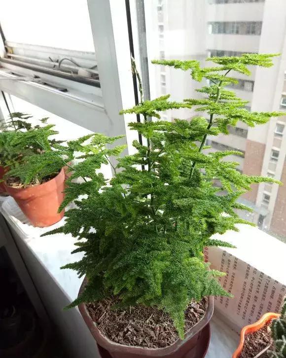 16种耐阴花,就算阳光不足,也能年年生长、开花