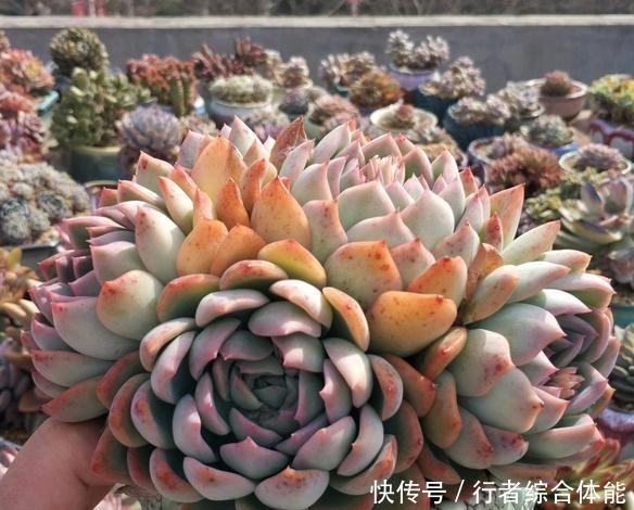 花友|放在顶楼露养1个月后,给多肉拍照的时候,再也不用开滤镜了!