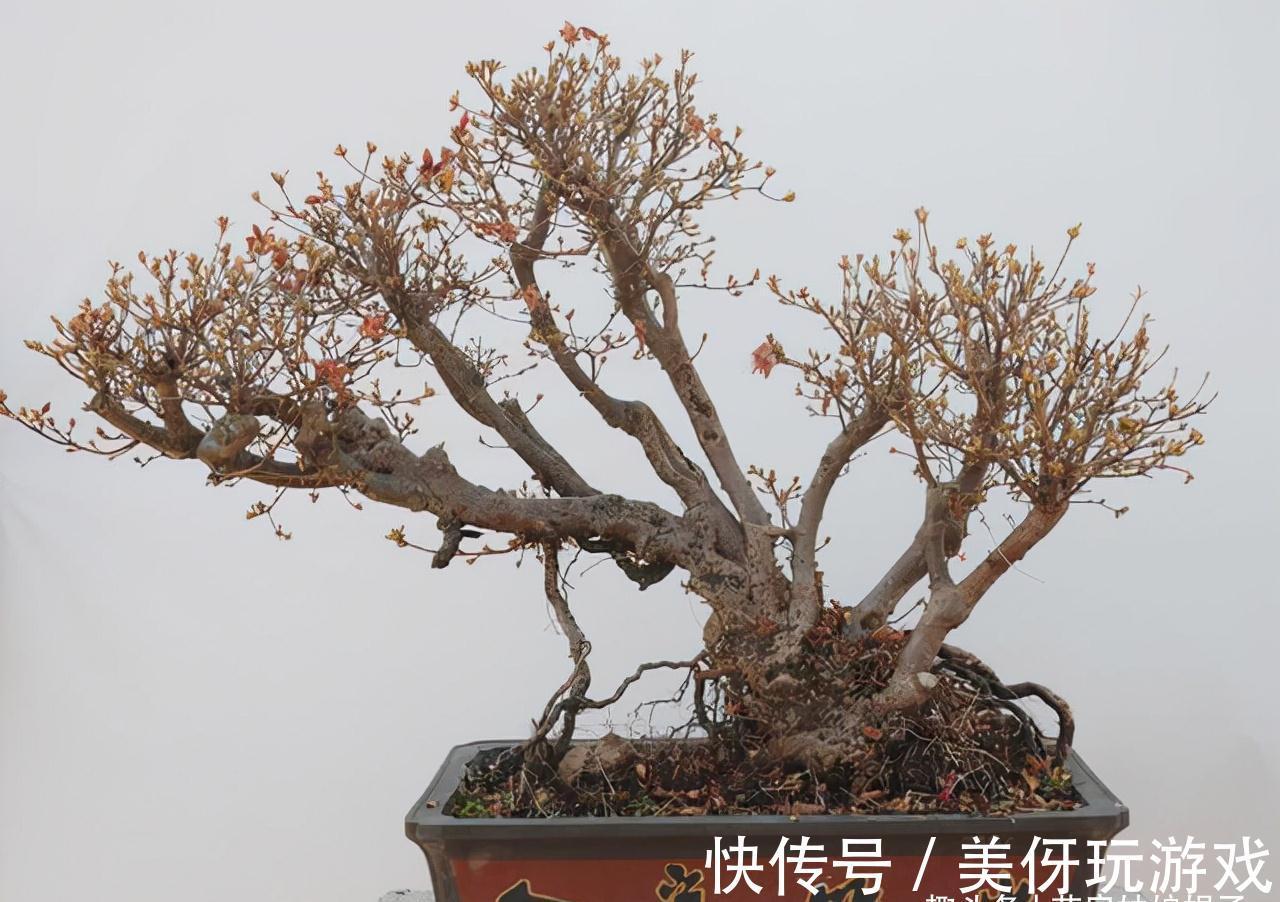 5种“喜冷花”,花期主要在冬季,好养又漂亮,开花特别香