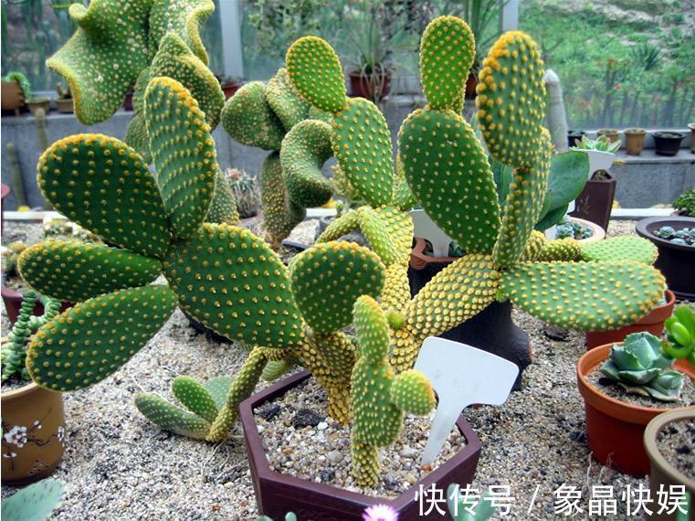 小妙招|仙人掌烂了还能活吗教你3个挽救小妙招,让仙人掌“起死回生”